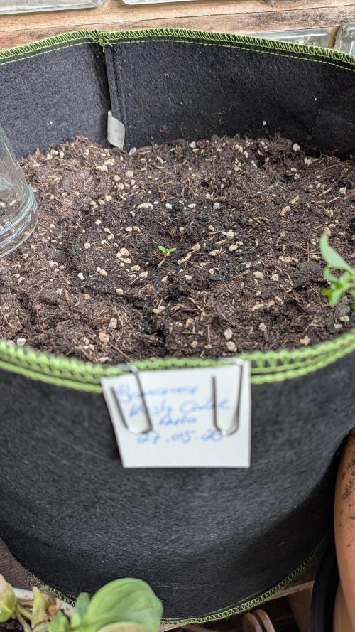 Outdoor Grow 2026. Week 0 - Banana Cush Cake 1 Auto