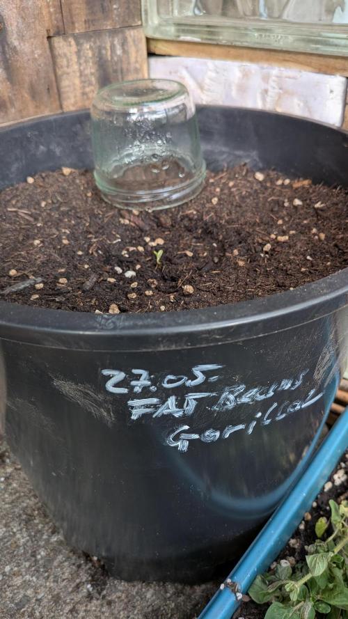 Outdoor Grow 2026. Week 0 - FAT Beans Gorillaz Auto