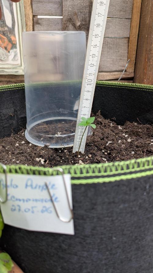 Outdoor Grow 2026. Week 1 - 08.06. eine Woche nach Keimung.
Auto Purple Lemonade ist ca. 5,5 cm hoch.