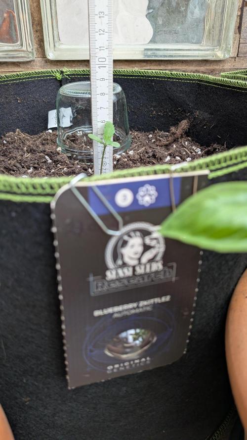 Outdoor Grow 2026. Week 1 - 08.06. eine Woche nach Keimung.
Blueberry Zkittlez ist ca. 5 cm hoch.