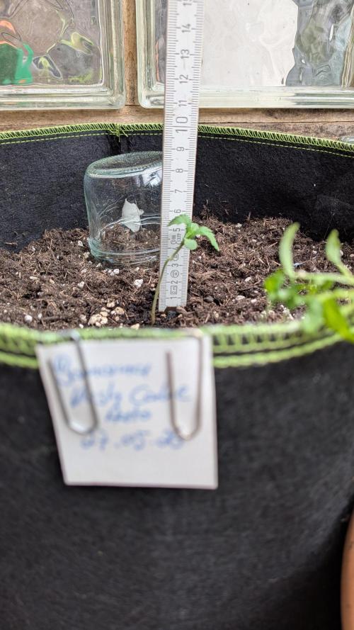 Outdoor Grow 2026. Week 1 - 08.06. eine Woche nach Keimung.
Banana Kusch Cake1ist ca. 6 cm hoch.