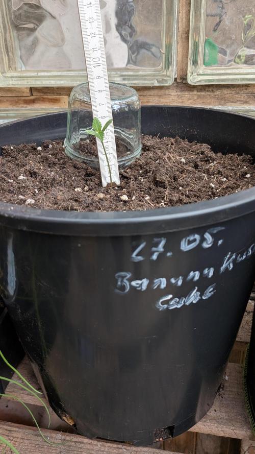 Outdoor Grow 2026. Week 1 - 08.06. eine Woche nach Keimung.
Banana Kusch Cake2 ist ca. 5 cm hoch.