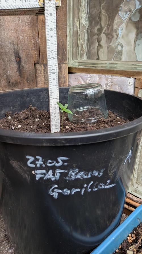 Outdoor Grow 2026. Week 1 - 08.06. eine Woche nach Keimung.
FAT Beans Gorillaz ist ca. 5 cm hoch.