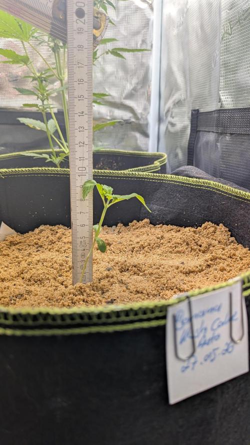 Outdoor Grow 2026. Week 2 - 15.06.26 die zweite Woche - 
Banana Kush Cake Auto ist ca. 8 cm hoch.