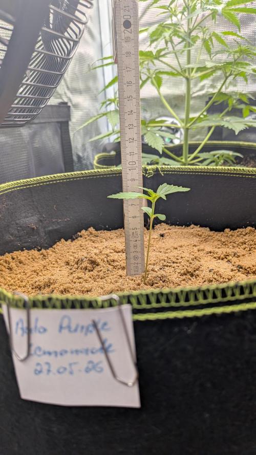 Outdoor Grow 2026. Week 2 - 15.06.26 die zweite Woche - 
Auto Purple Lemonade ist ca. 8 cm hoch.