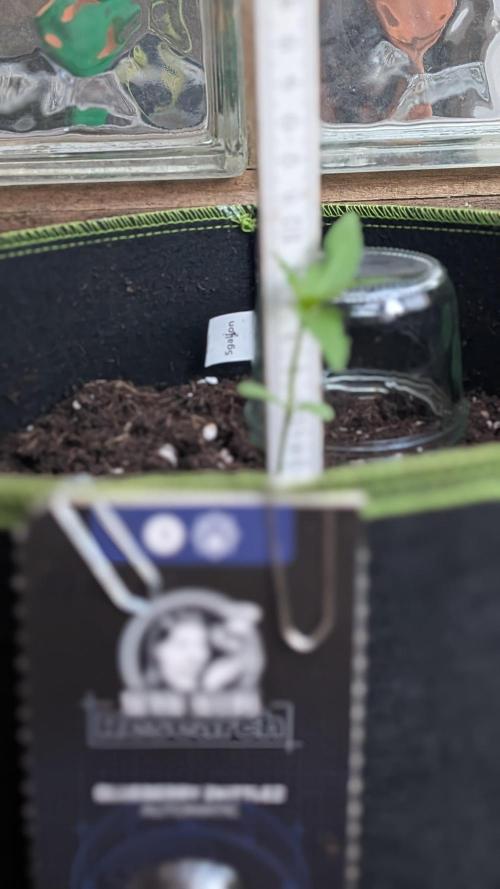 Outdoor Grow 2026. Week 2 - 15.06.26 die zweite Woche - Blueberry Zkittlez ist ca. 8 cm hoch.