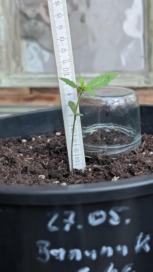 Outdoor Grow 2026. Week 2 - 15.06.26 die zweite Woche - Banana Kusch Cake2 ist ca. 9 cm hoch.
