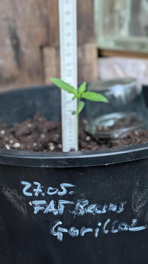 Outdoor Grow 2026. Week 2 - 15.06.26 die zweite Woche -  FAT Beans Gorillaz ist ca. 8 cm hoch.