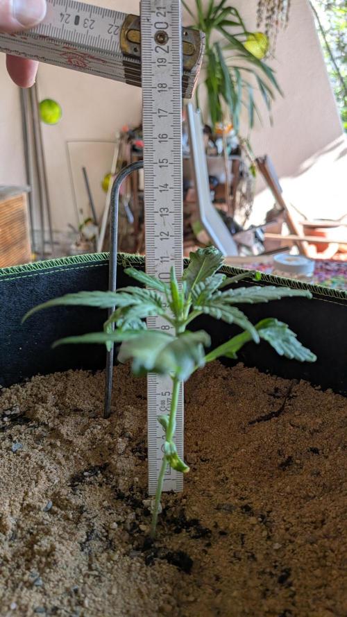 Outdoor Grow 2026. Week 3 - 22.06.26, die 3. Woche
Banana Kusch Cake2 Auto : 10cm