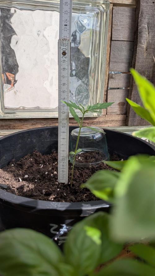 Outdoor Grow 2026. Week 3 - 22.06.26, die 3. Woche
FAT Beans Gorillaz Auto : 13cm