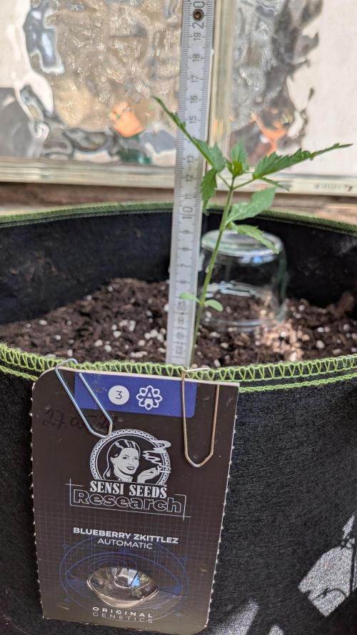 Outdoor Grow 2026. Week 3 - 22.06.26, die 3. Woche
Blueberry Zkittlez Auto : 13cm