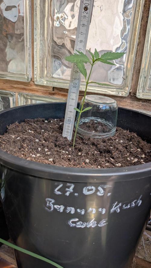 Outdoor Grow 2026. Week 3 - 22.06.26, die 3. Woche
Banana Kusch Cake2 Auto : 14cm