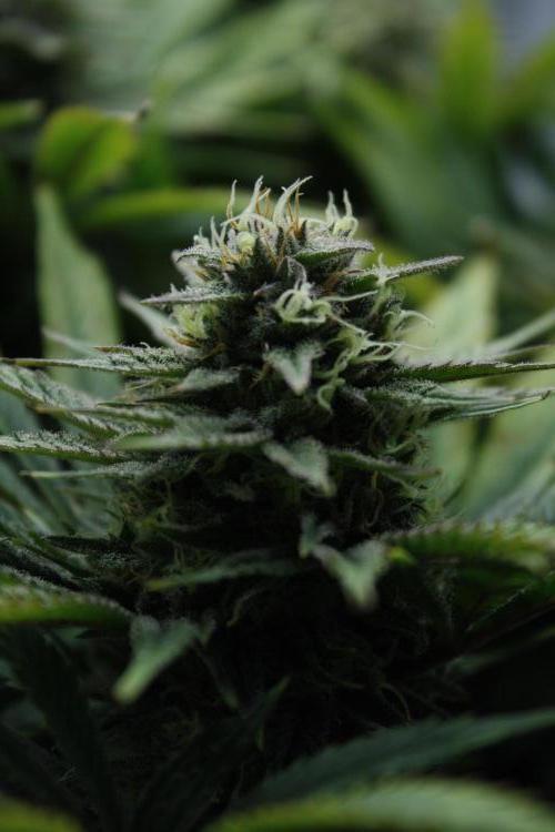 Durga Mata II CBD - 1:1 - Paradise Seeds. Week 13 - Day 90