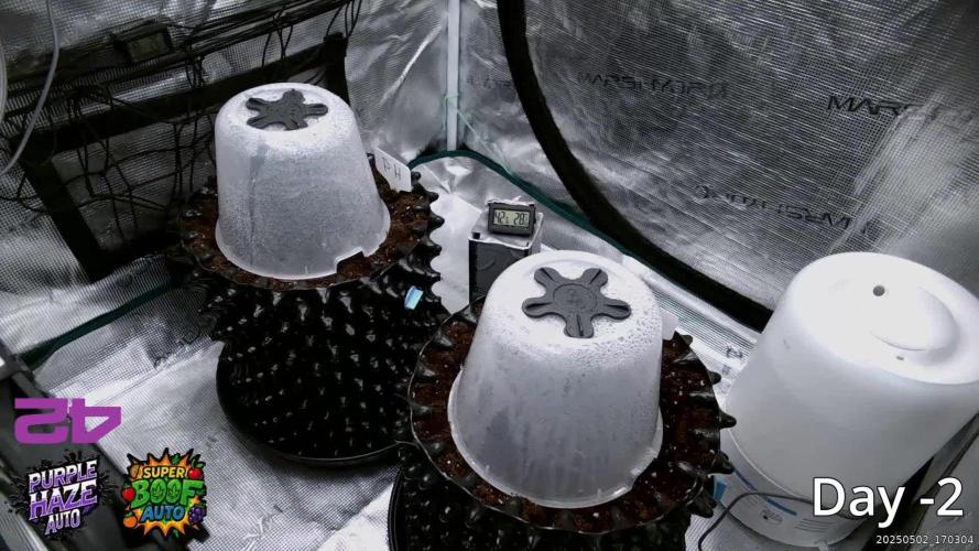 Super Boof - Purple Haze - FastBuds