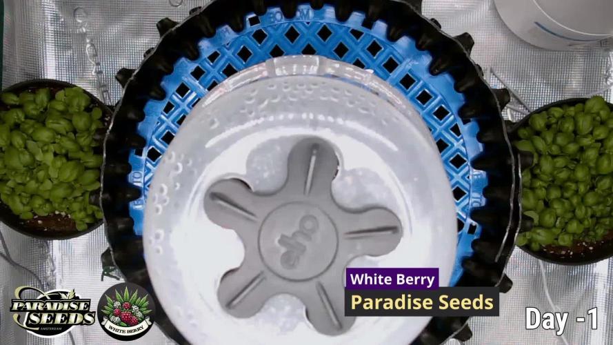 Whiteberry - Paradise Seeds - First Fem