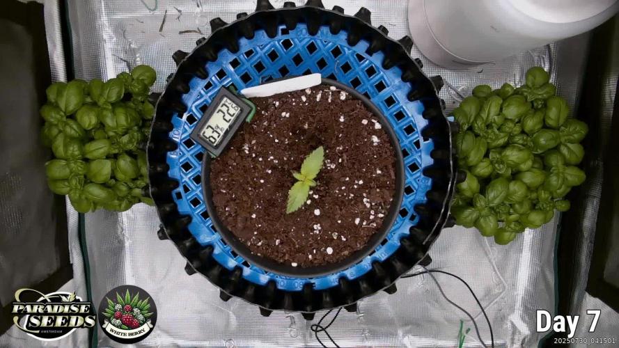 Whiteberry - Paradise Seeds - First Fem