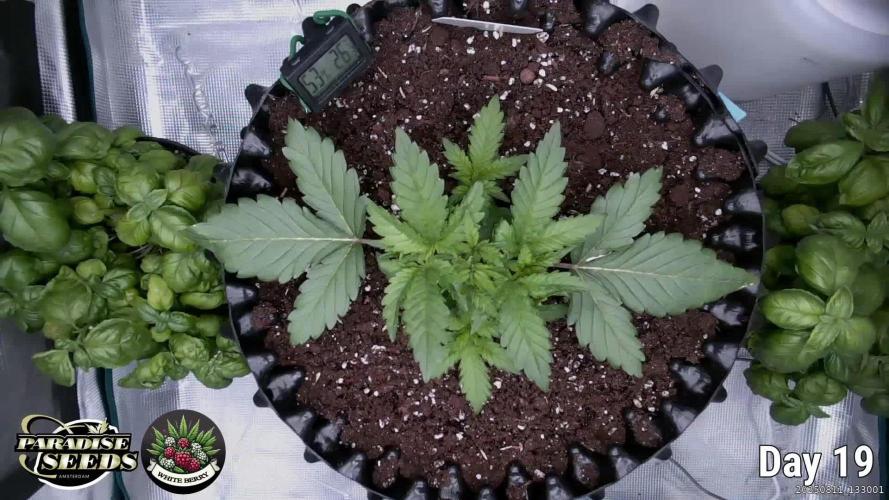 Whiteberry - Paradise Seeds - First Fem