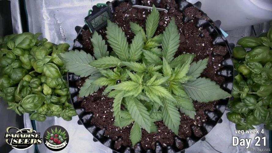 Whiteberry - Paradise Seeds - First Fem