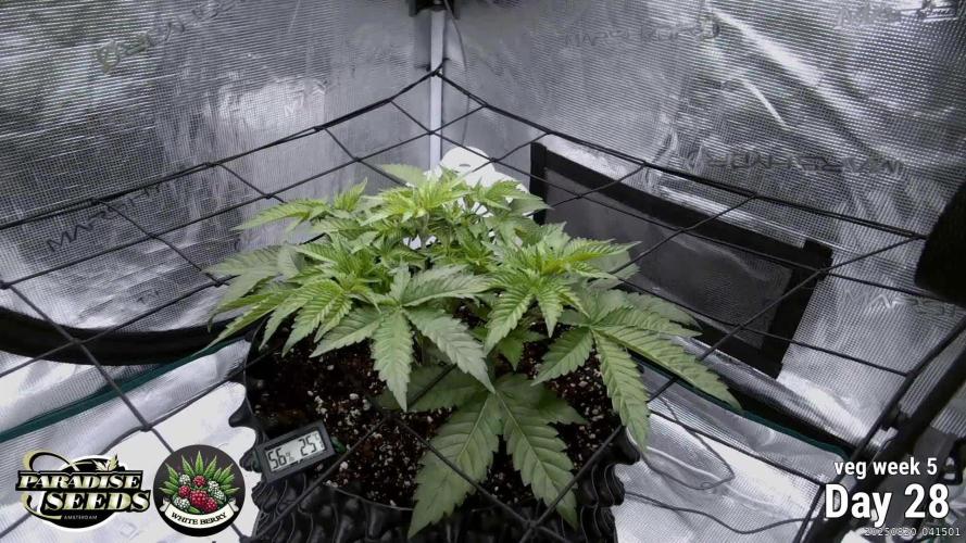 Whiteberry - Paradise Seeds - First Fem
