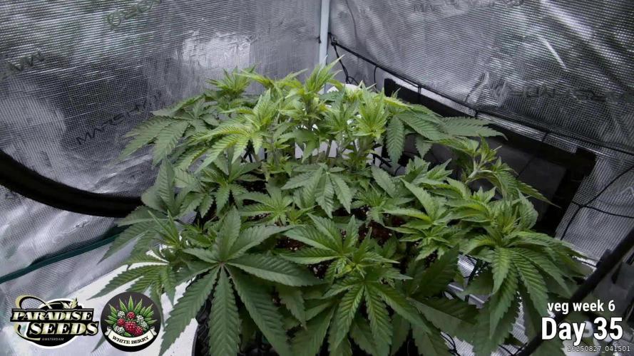 Whiteberry - Paradise Seeds - First Fem