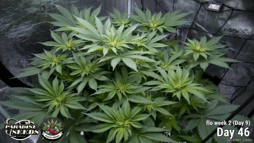 Whiteberry - Paradise Seeds - First Fem