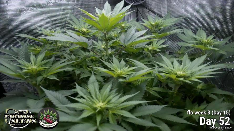 Whiteberry - Paradise Seeds - First Fem