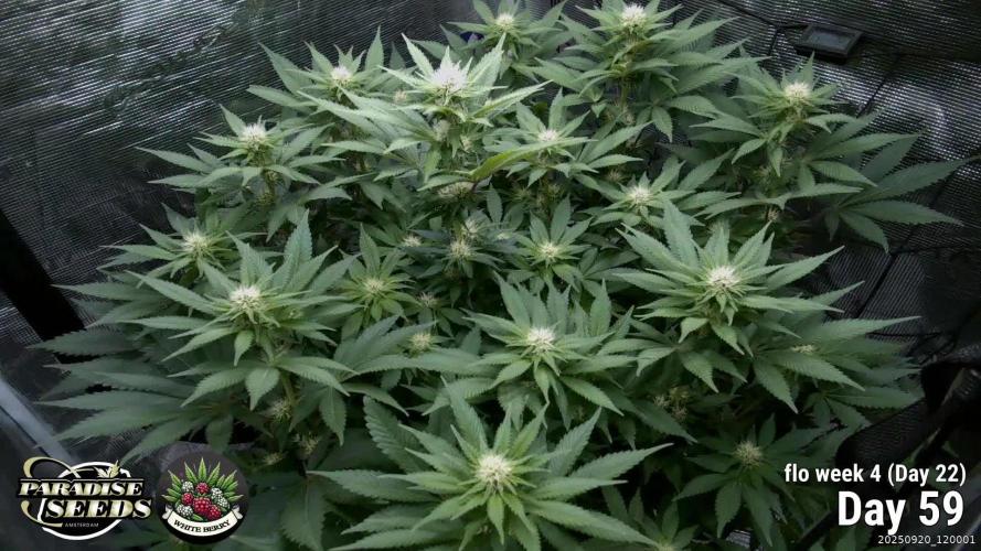 Whiteberry - Paradise Seeds - First Fem