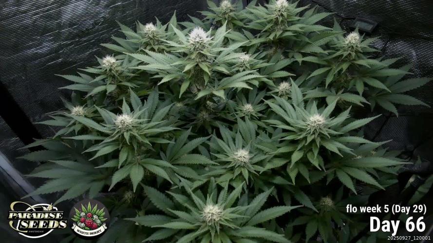 Whiteberry - Paradise Seeds - First Fem