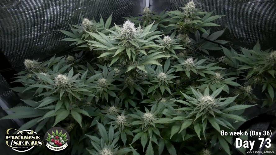 Whiteberry - Paradise Seeds - First Fem