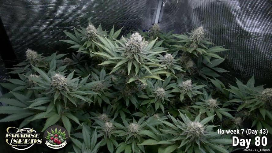 Whiteberry - Paradise Seeds - First Fem