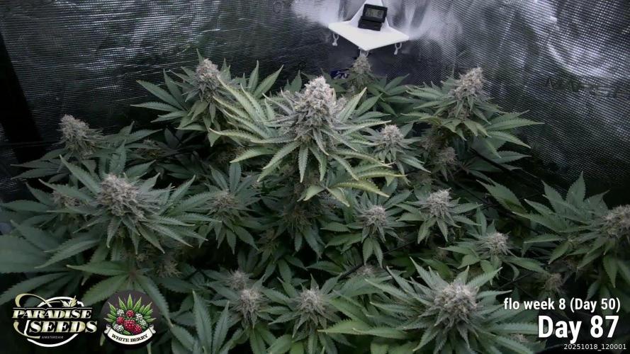 Whiteberry - Paradise Seeds - First Fem