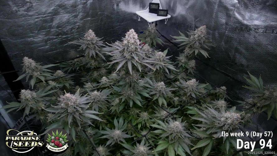 Whiteberry - Paradise Seeds - First Fem