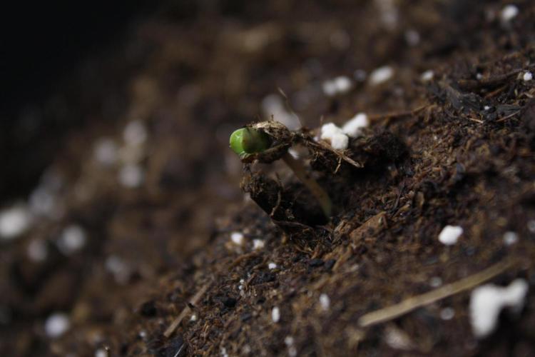 Durga Mata II CBD - 1:1 - Paradise Seeds. Week 0 - Day 0!