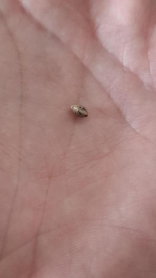 Durga Mata II CBD - 1:1 - Paradise Seeds. Week 0 - ...the drop into water