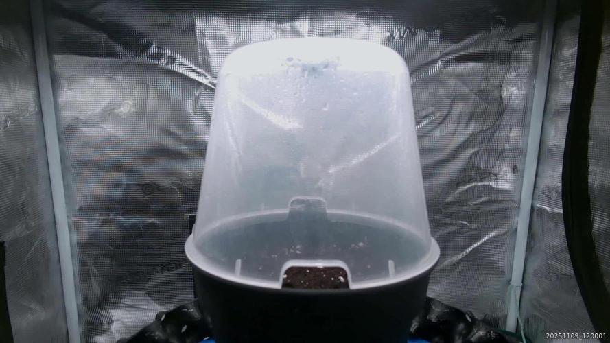 Durga Mata II CBD - 1:1 - Paradise Seeds