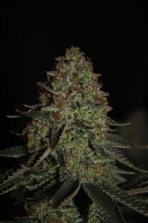 Whiteberry - Paradise Seeds - First Fem. Week 15 - Day 101 Before Axe 