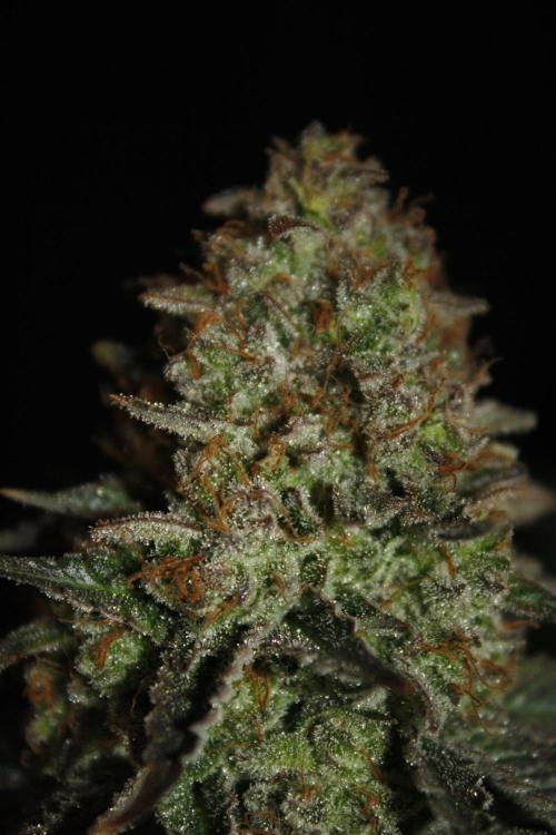 Whiteberry - Paradise Seeds - First Fem. Week 15 - Day 101 Before Axe 