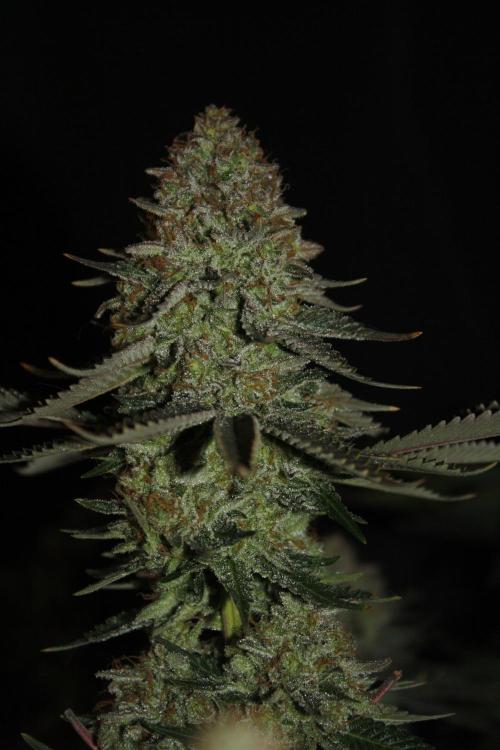 Whiteberry - Paradise Seeds - First Fem. Week 15 - Day 101 Before Axe 