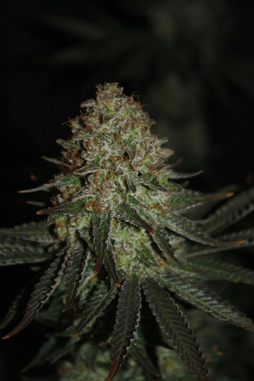 Whiteberry - Paradise Seeds - First Fem. Week 15 - Day 101 Before Axe 