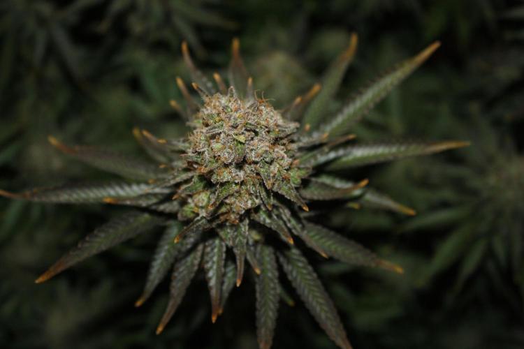 Whiteberry - Paradise Seeds - First Fem. Week 15 - Day 101 Before Axe 