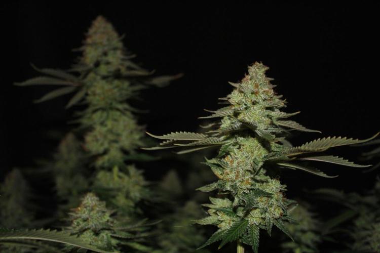 Whiteberry - Paradise Seeds - First Fem. Week 15 - Day 101 Before Axe 