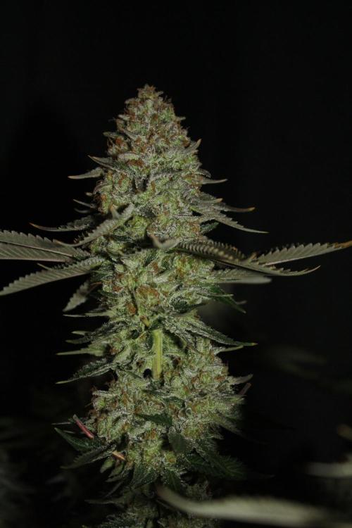 Whiteberry - Paradise Seeds - First Fem. Week 15 - Day 101 Before Axe 