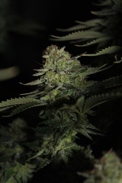 Whiteberry - Paradise Seeds - First Fem. Week 15 - Day 101 Before Axe 