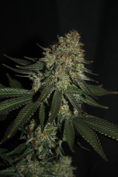 Whiteberry - Paradise Seeds - First Fem. Week 15 - Day 101 Before Axe 