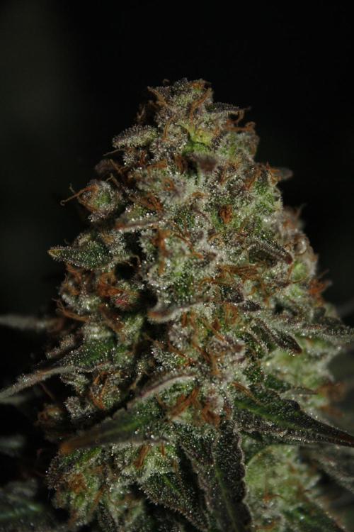 Whiteberry - Paradise Seeds - First Fem. Week 15 - Day 101 Before Axe 