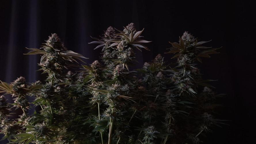 Whiteberry - Paradise Seeds - First Fem. Week 15 - Day 101 Before Axe 