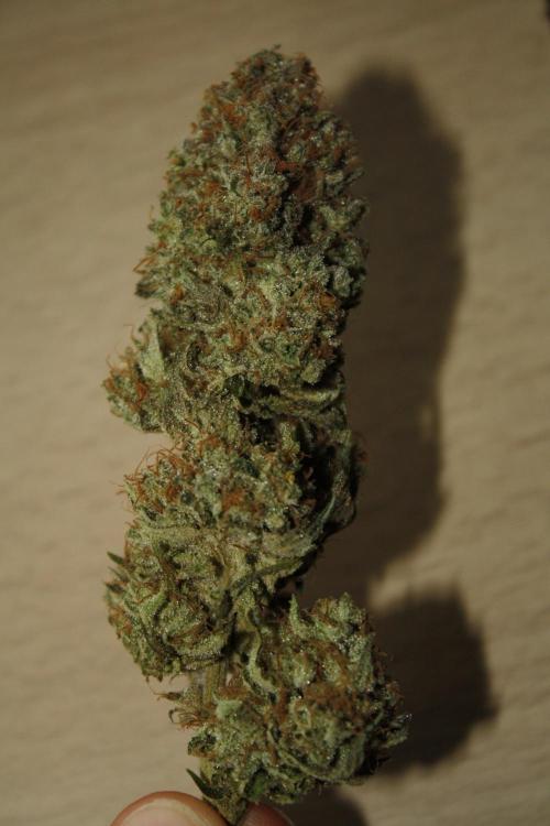 Whiteberry - Paradise Seeds - First Fem. Week 15 - Post Dry