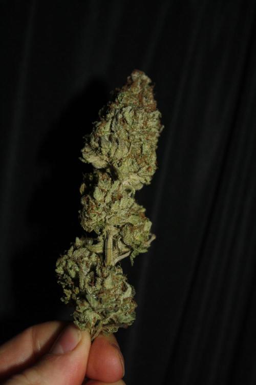 Whiteberry - Paradise Seeds - First Fem. Week 15 - Post Dry