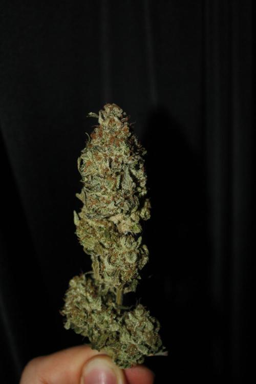 Whiteberry - Paradise Seeds - First Fem. Week 15 - Post Dry