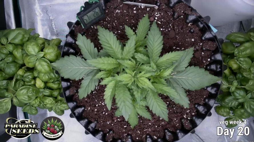 Whiteberry - Paradise Seeds - First Fem